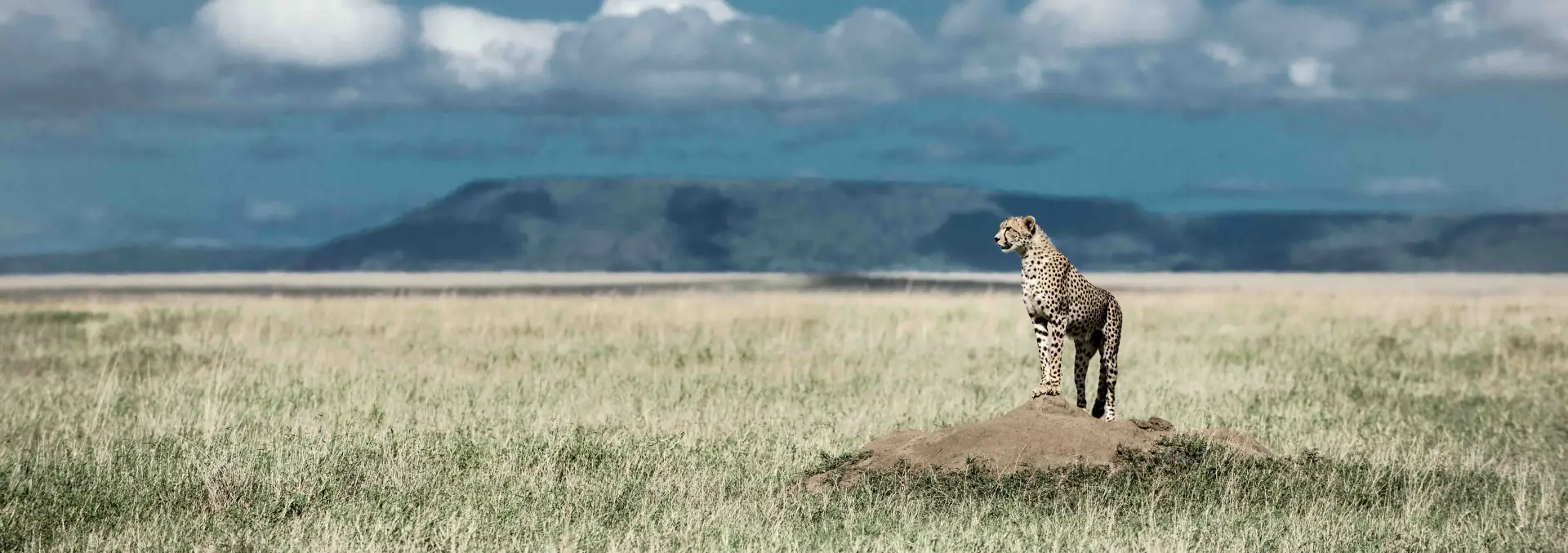 Ngorongoro Crater — cheetah surveying the vast crater floor