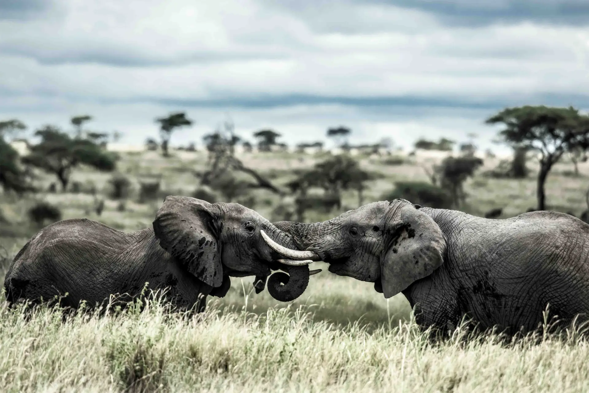 Two elephants touch trunks in the Serengeti