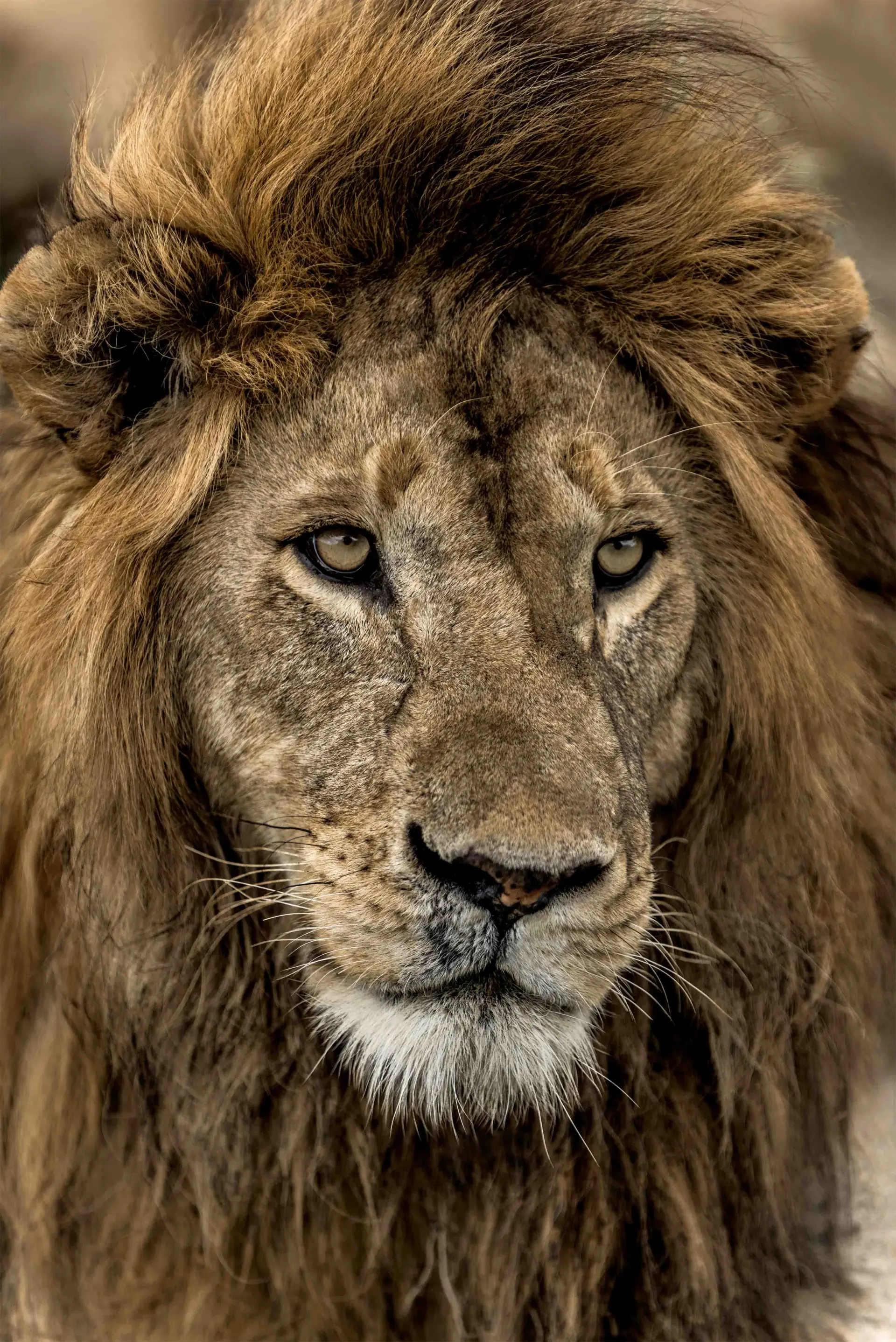 Private Serengeti — lion portrait on the golden plains