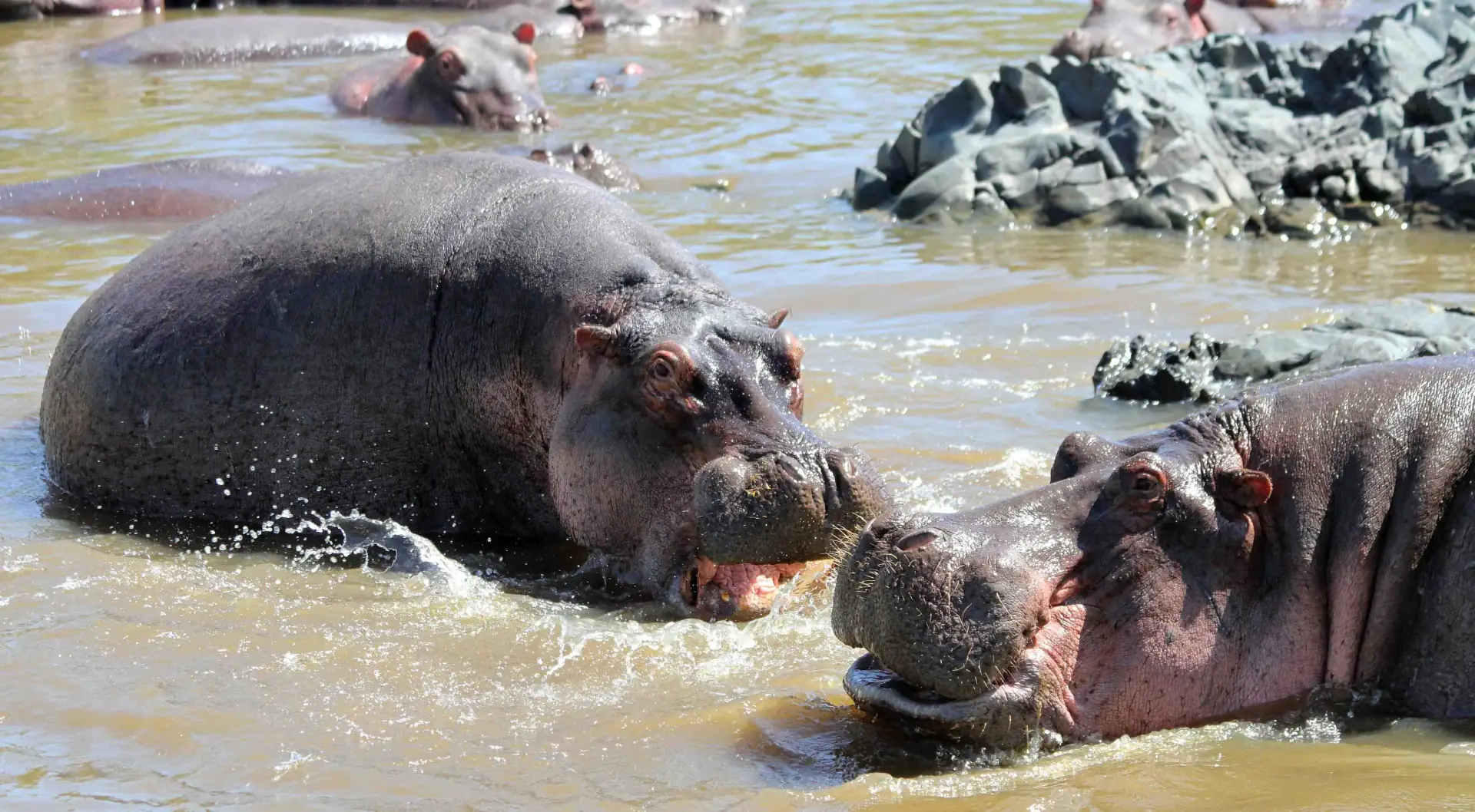 Family Adventure in the African Wilderness