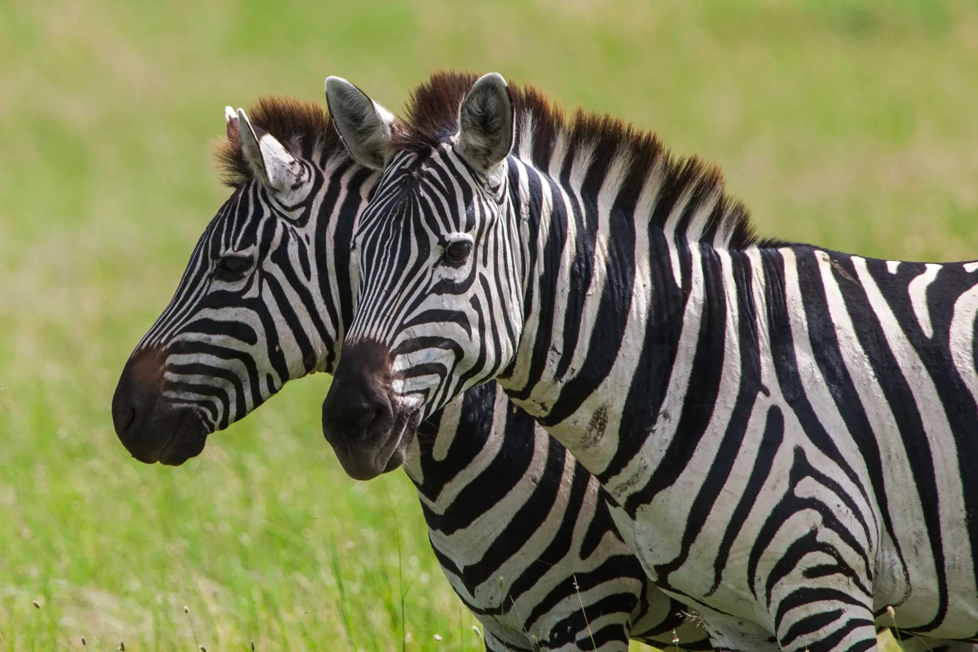 Zebra pair — Tanzania wildlife year-round