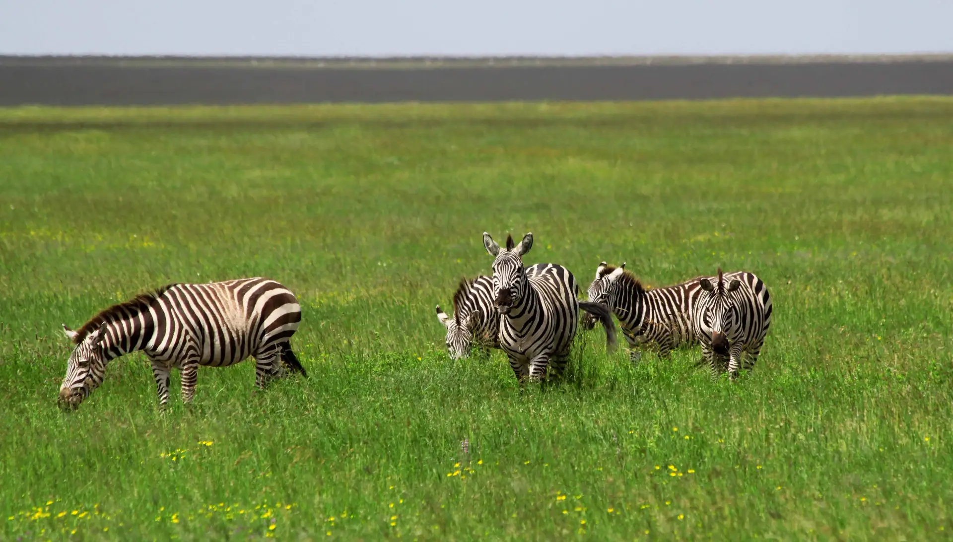 Ngorongoro Crater floor — zebra herd on the volcanic grassland