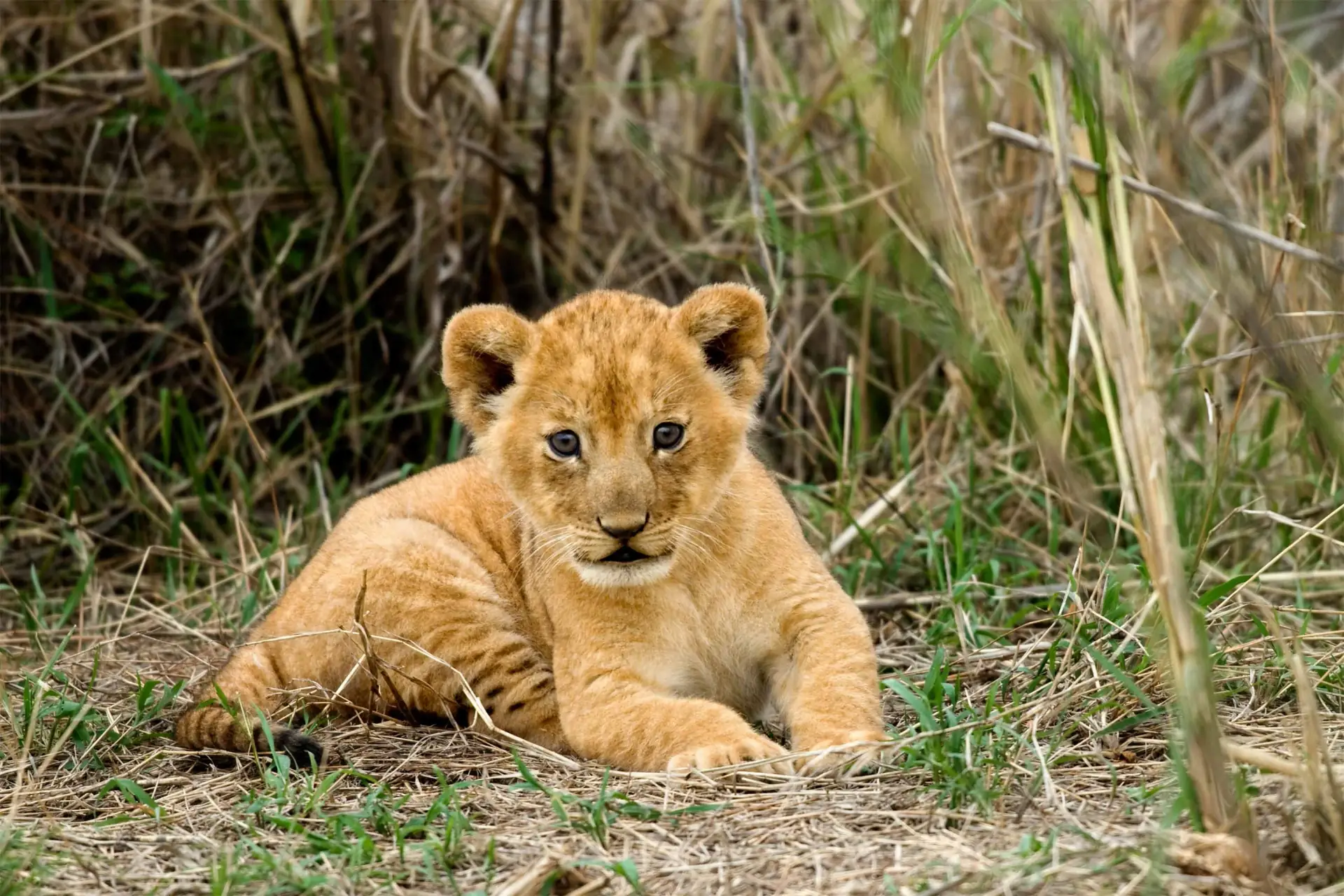 Serengeti walking safari — savanna plains at golden hour