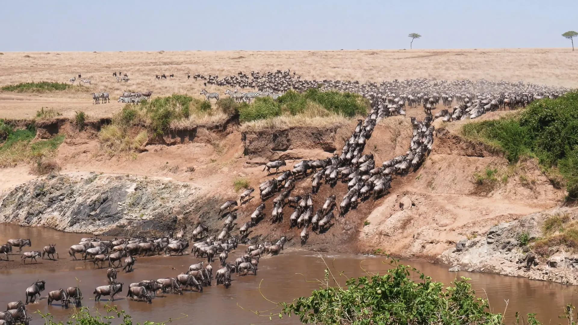 Wildebeest and zebra herds crossing the Mara River during the Great Migration