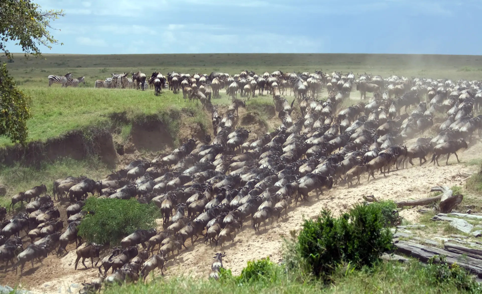 Zebra and wildebeest herds gathered at a Serengeti river crossing